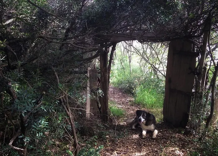 Pensiune Magical Treehouse By The Sea With Amazing Views 3*